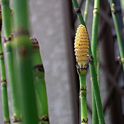 EQUISETUM HYEMALE